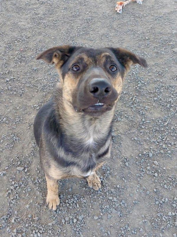 Forrest, Adoptable, Young Male German Shepherd Dog.