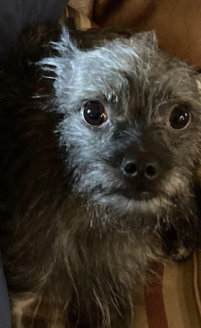 Chica