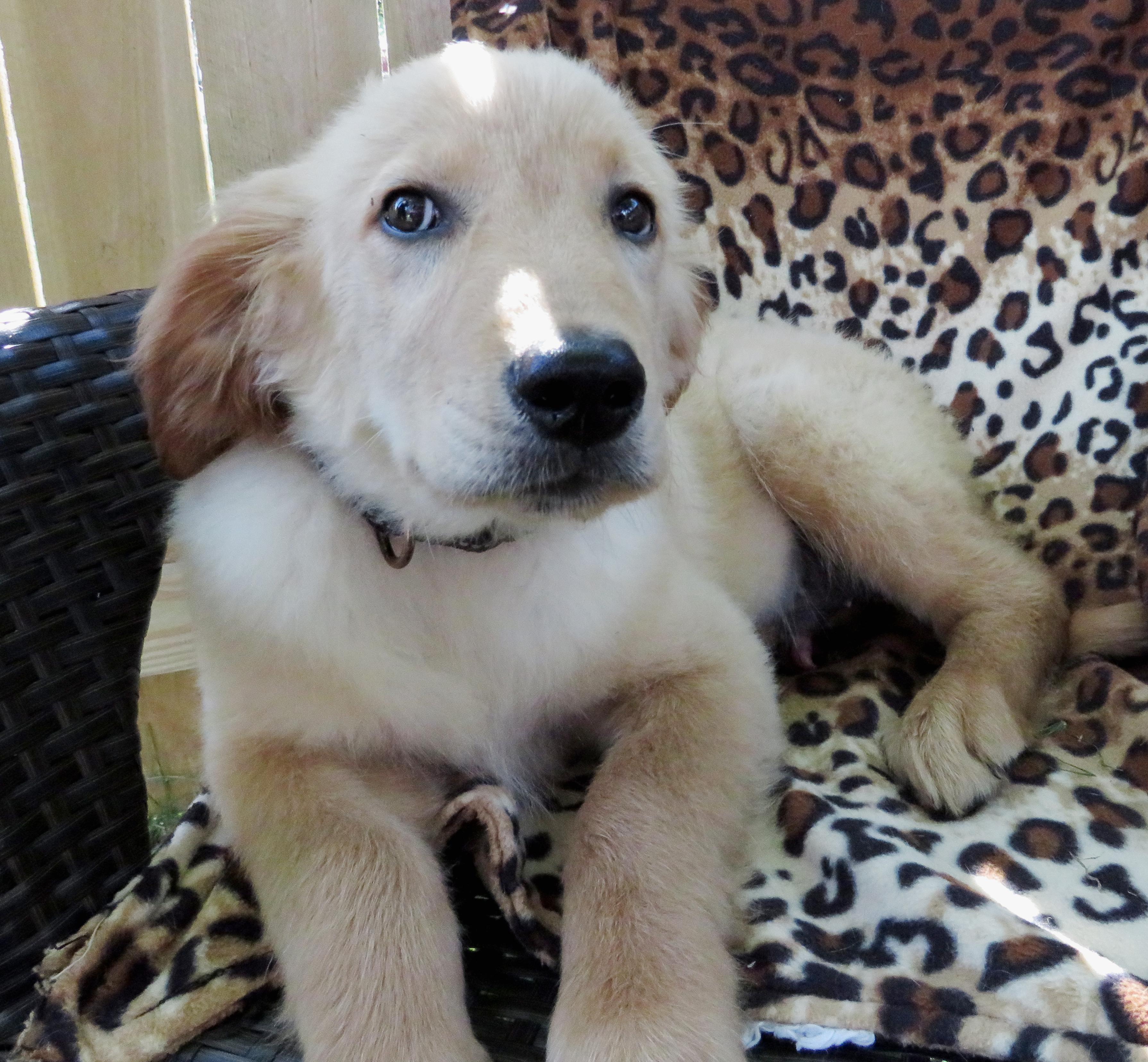 Monty, Baby Male Golden Retriever
