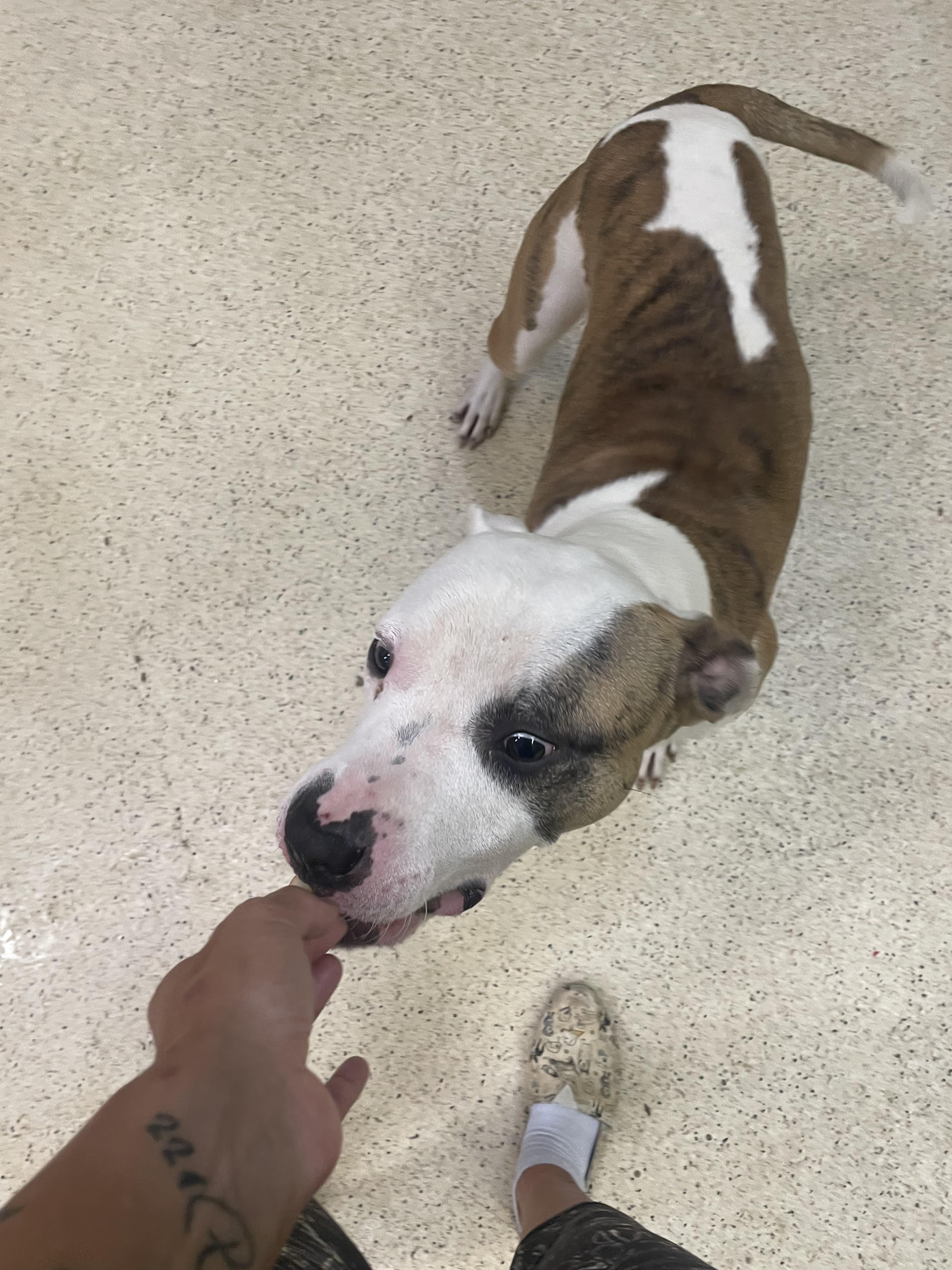 Enlarge Lewis - ADOPTION FEE WAIVED!, a Adoptable mixed breed in Muncie, IN image 3/6