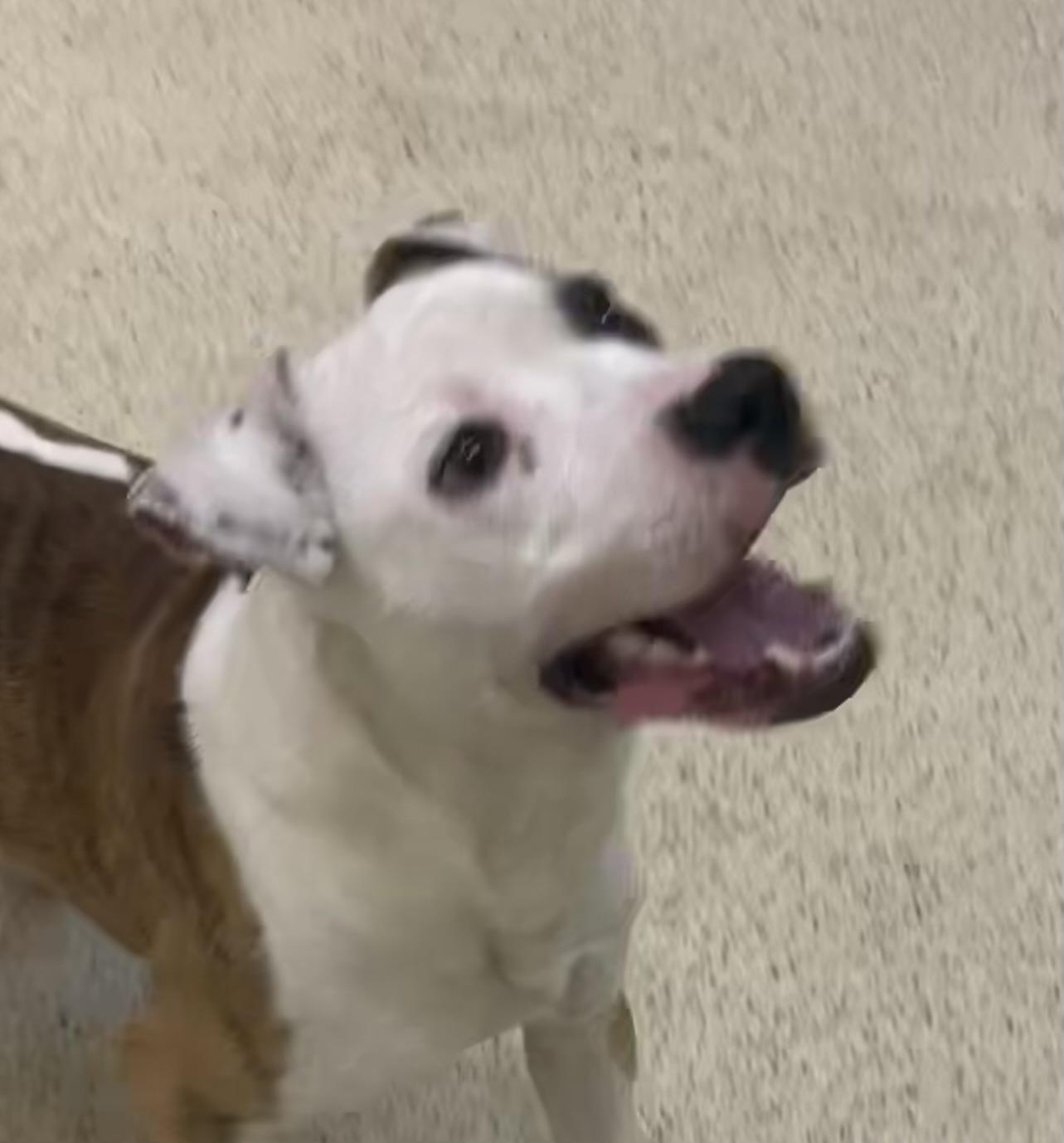 Enlarge Lewis - ADOPTION FEE WAIVED!, a Adoptable mixed breed in Muncie, IN image 4/6