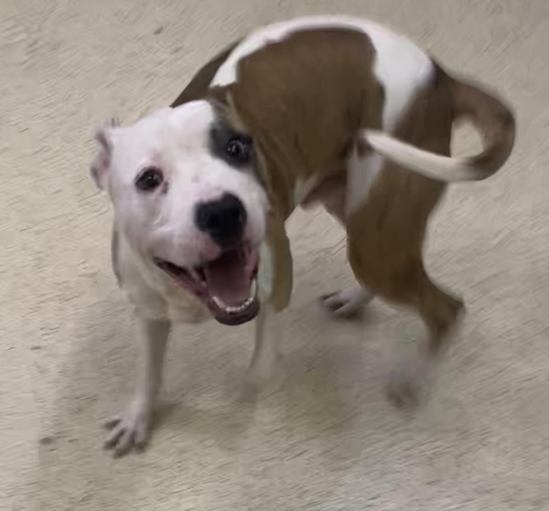 Enlarge Lewis - ADOPTION FEE WAIVED!, a Adoptable mixed breed in Muncie, IN image 1/6