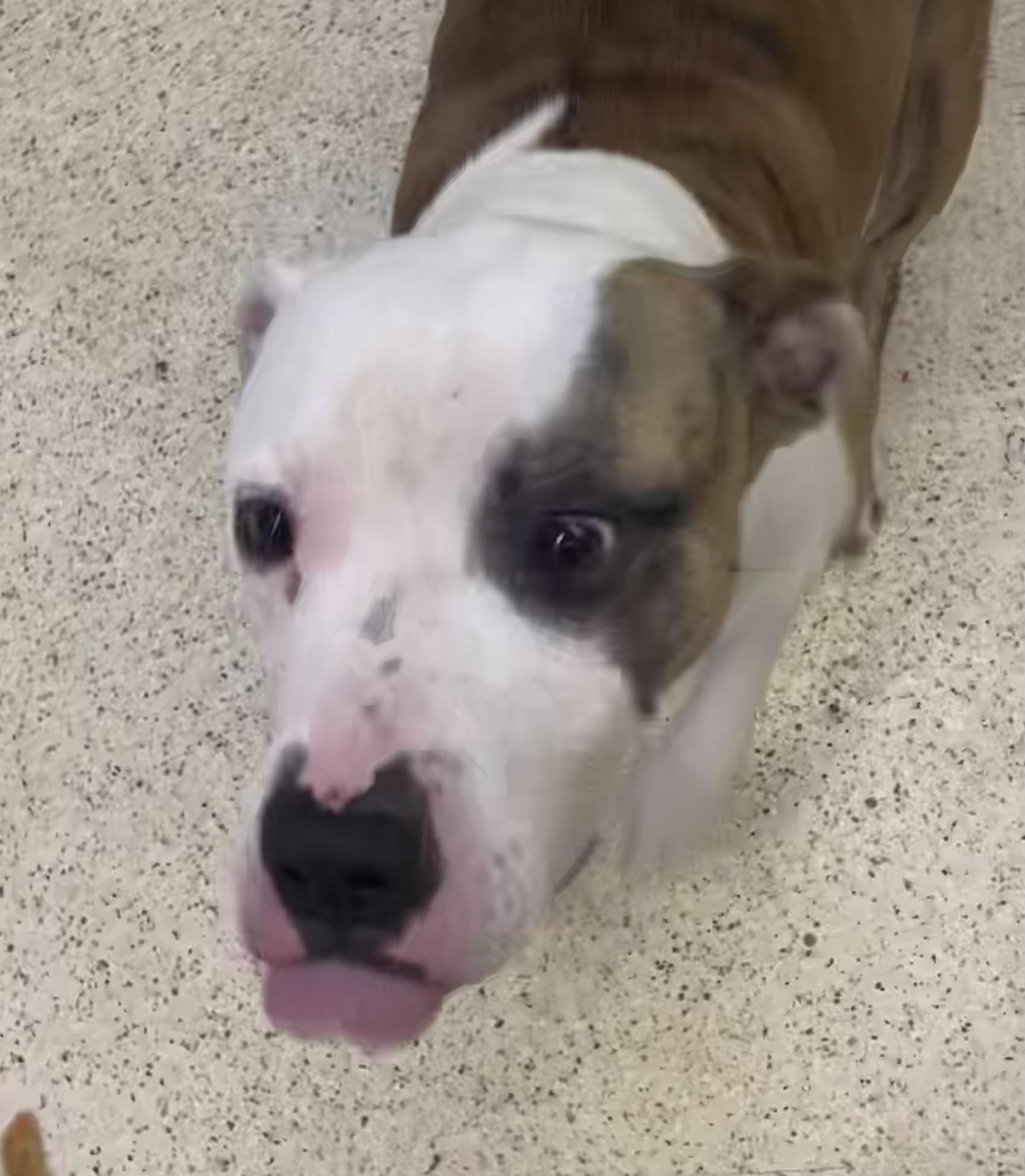 Enlarge Lewis - ADOPTION FEE WAIVED!, a Adoptable mixed breed in Muncie, IN image 5/6