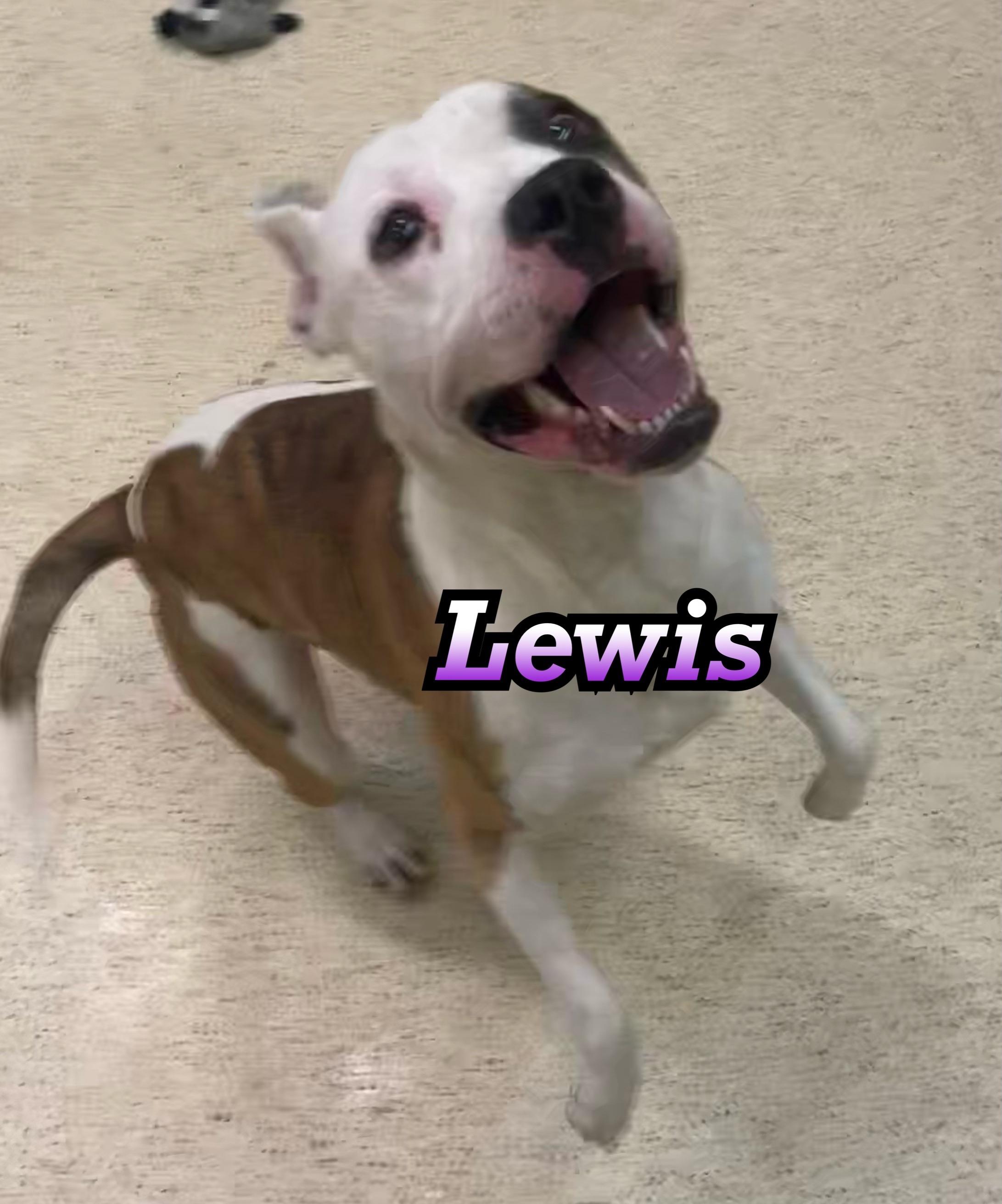Enlarge Lewis - ADOPTION FEE WAIVED!, a Adoptable mixed breed in Muncie, IN image 2/6