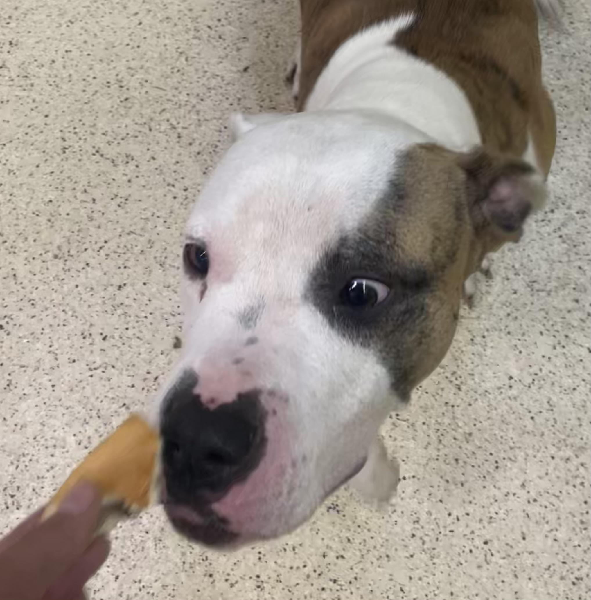 Enlarge Lewis - ADOPTION FEE WAIVED!, a Adoptable mixed breed in Muncie, IN image 6/6