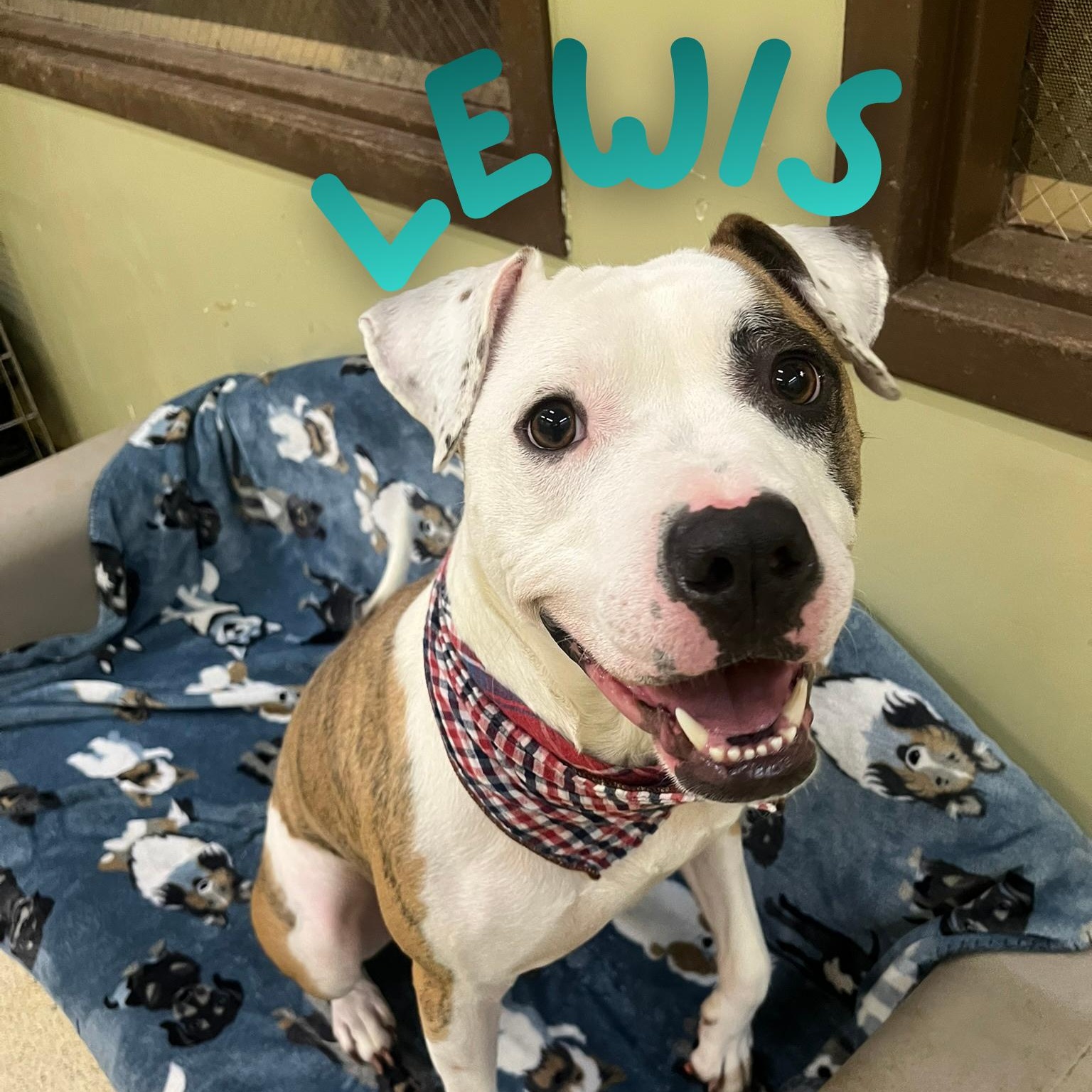 Lewis - ADOPTION FEE WAIVED!, Adoptable, Adult Male Boxer.