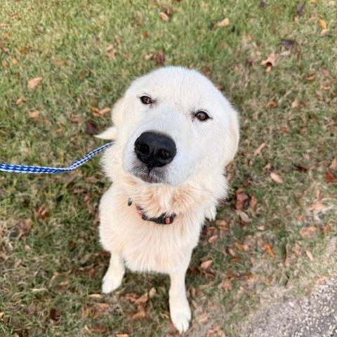 Enlarge BANKS, a Adoptable Great Pyrenees in Dallas, TX image 3/3