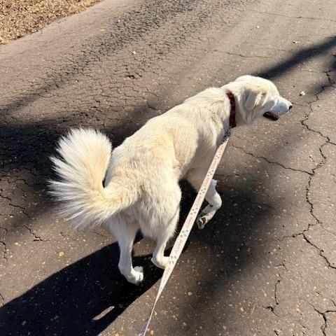 Enlarge BANKS, a Adoptable Great Pyrenees in Dallas, TX image 2/3