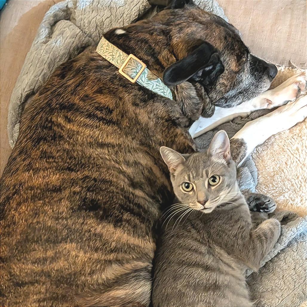 Tecumseh — thumbnail 2