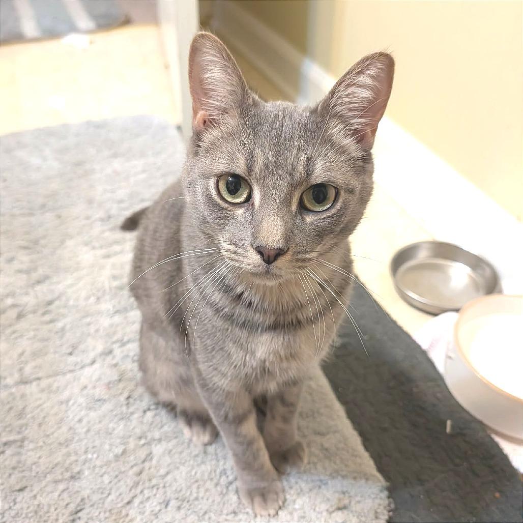 Tecumseh — thumbnail 3