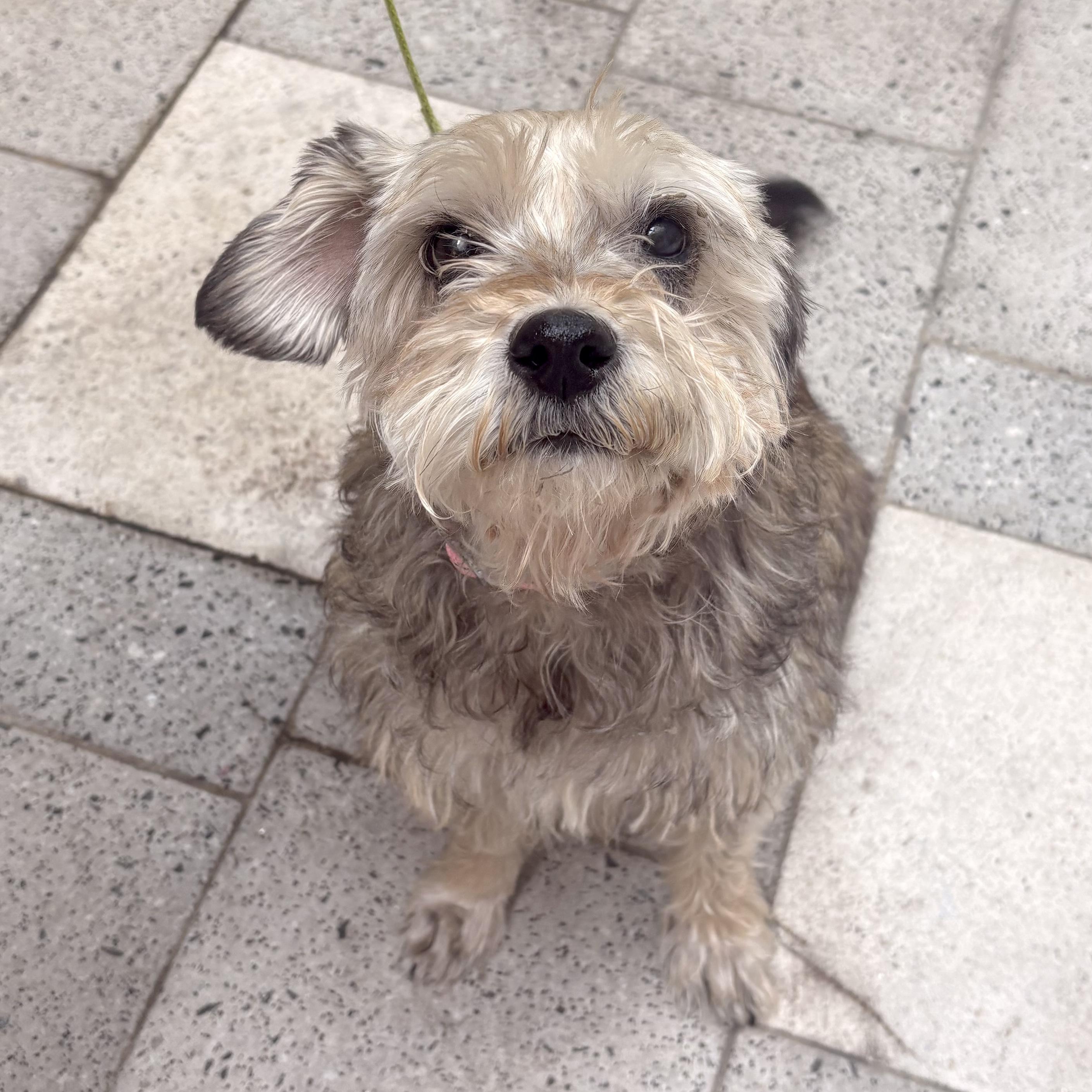 Enlarge Daffodil, a Adoptable mixed breed in Brooklyn, NY image 4/6