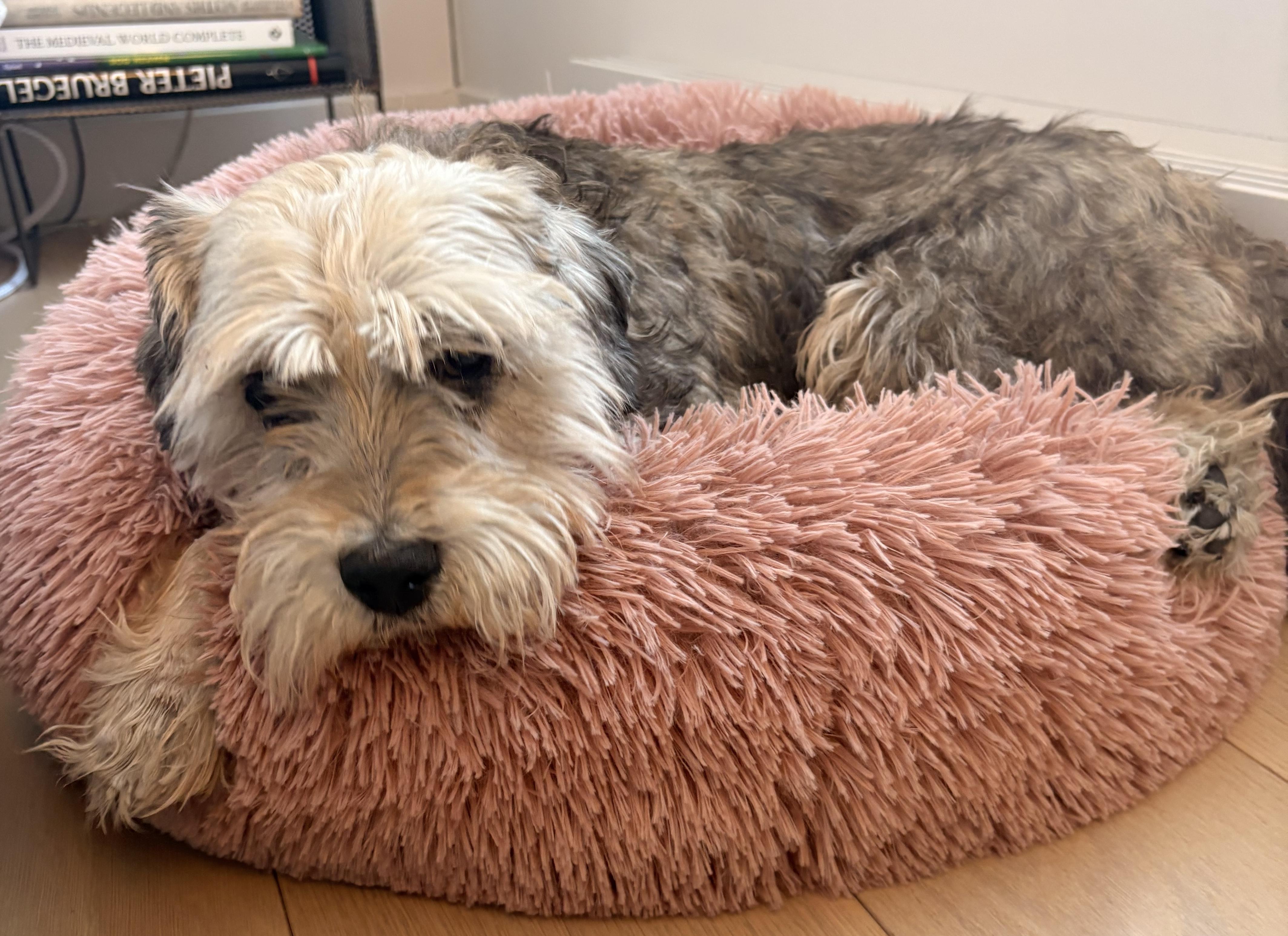 Enlarge Daffodil, a Adoptable mixed breed in Brooklyn, NY image 2/6