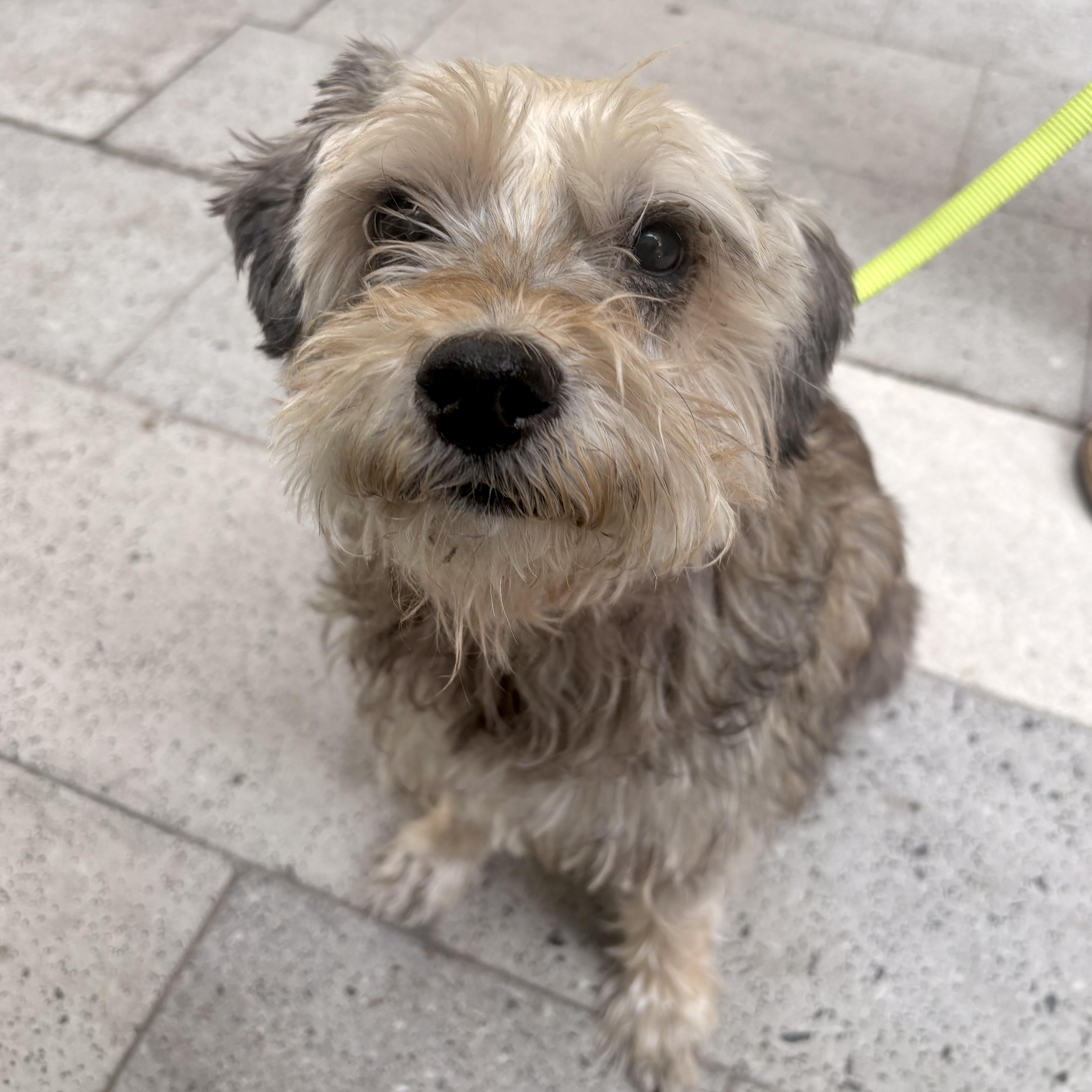Daffodil, Adoptable, Senior Female Schnoodle.