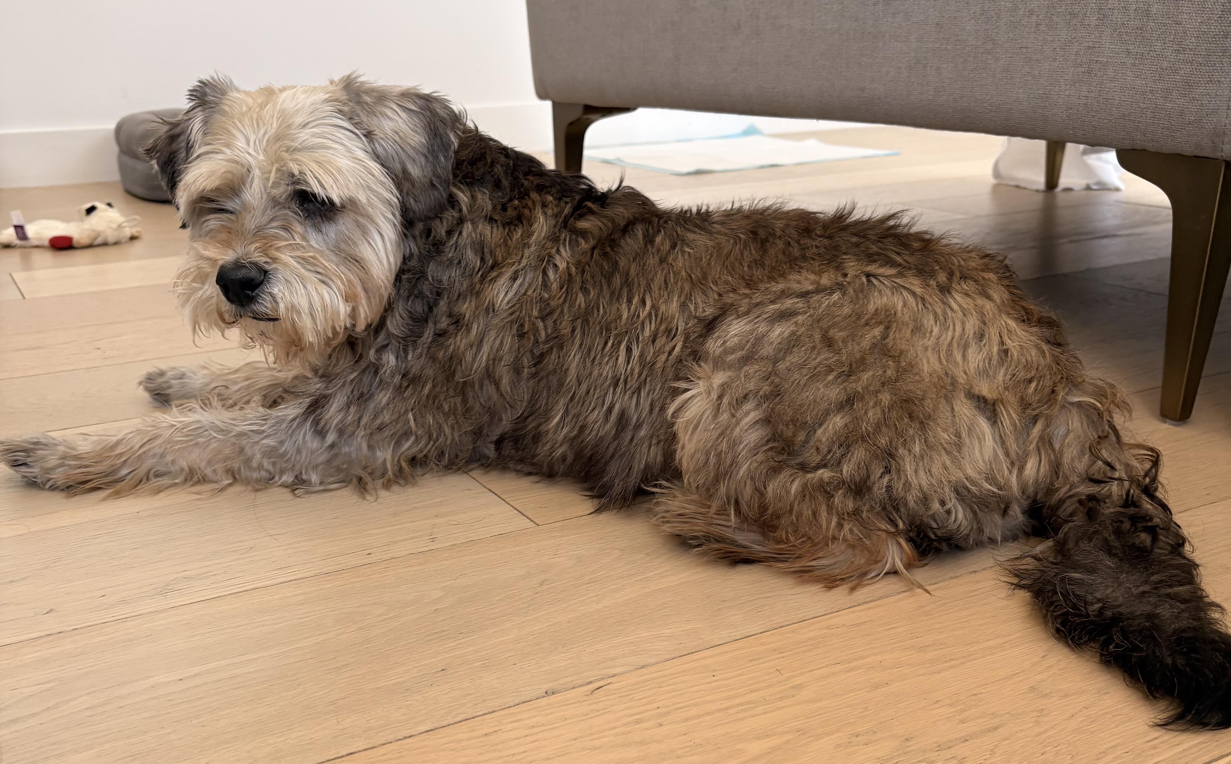 Enlarge Daffodil, a Adoptable mixed breed in Brooklyn, NY image 3/6