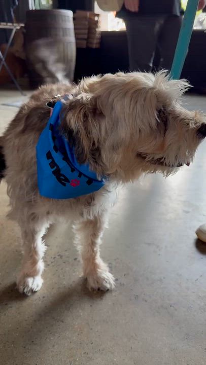 Enlarge Daffodil, a Adoptable mixed breed in Brooklyn, NY video 6/6