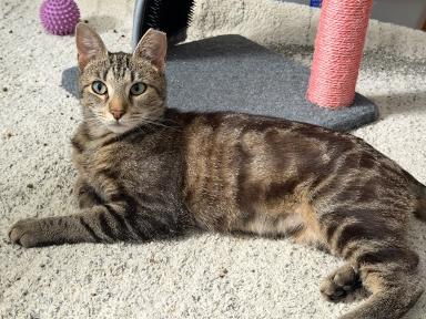 Smores, a Adoptable Tabby in Livonia, MI image 3/3