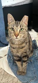 Smores, a Adoptable Tabby in Livonia, MI image 2/3