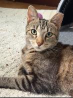 Smores, Adoptable, Young Female Tabby.
