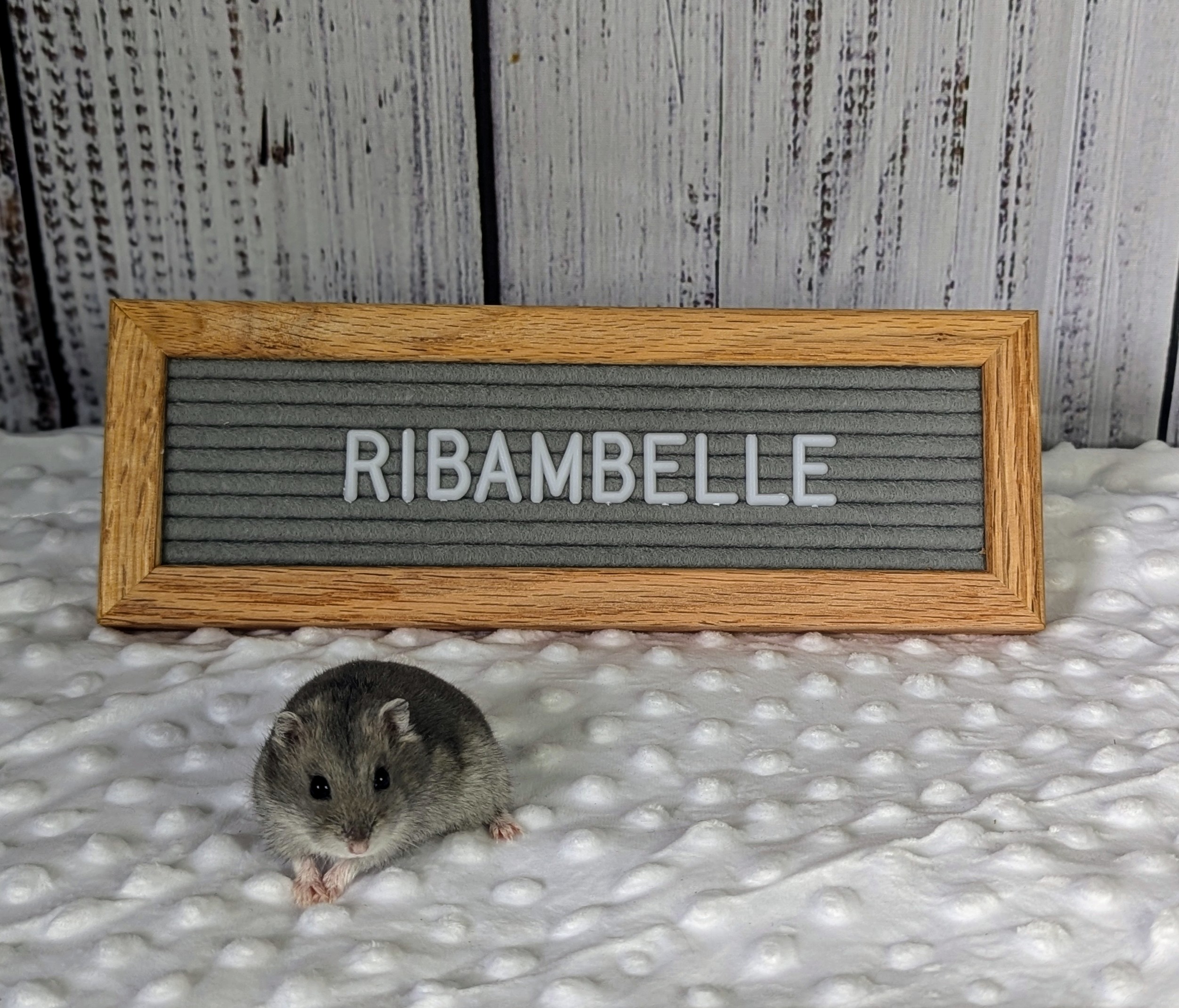 Ribambelle, Young Female unknown