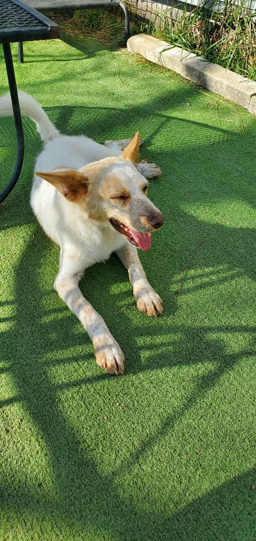 Dan, Adoptable, Adult Male Canaan Dog & Welsh Terrier.