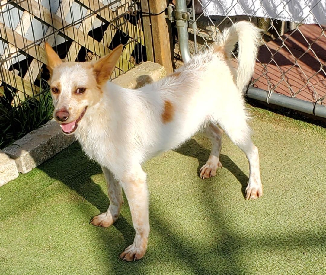 Enlarge Dan, a Adoptable mixed breed in Campton, KY image 3/6