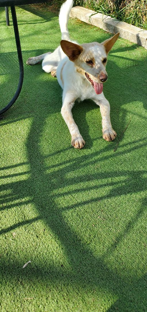 Enlarge Dan, a Adoptable mixed breed in Campton, KY image 4/6