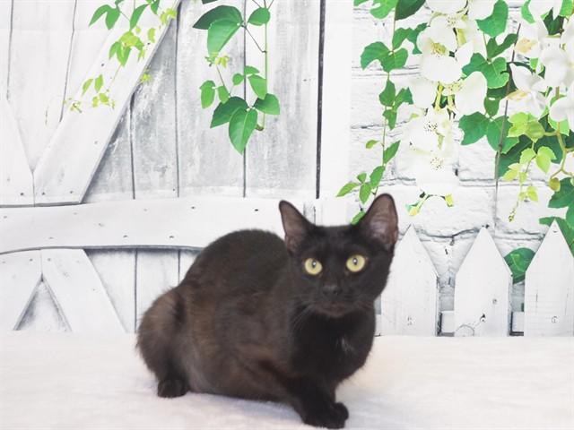 SALEM, Adoptable, Young Female Domestic Short Hair & Domestic Short Hair.