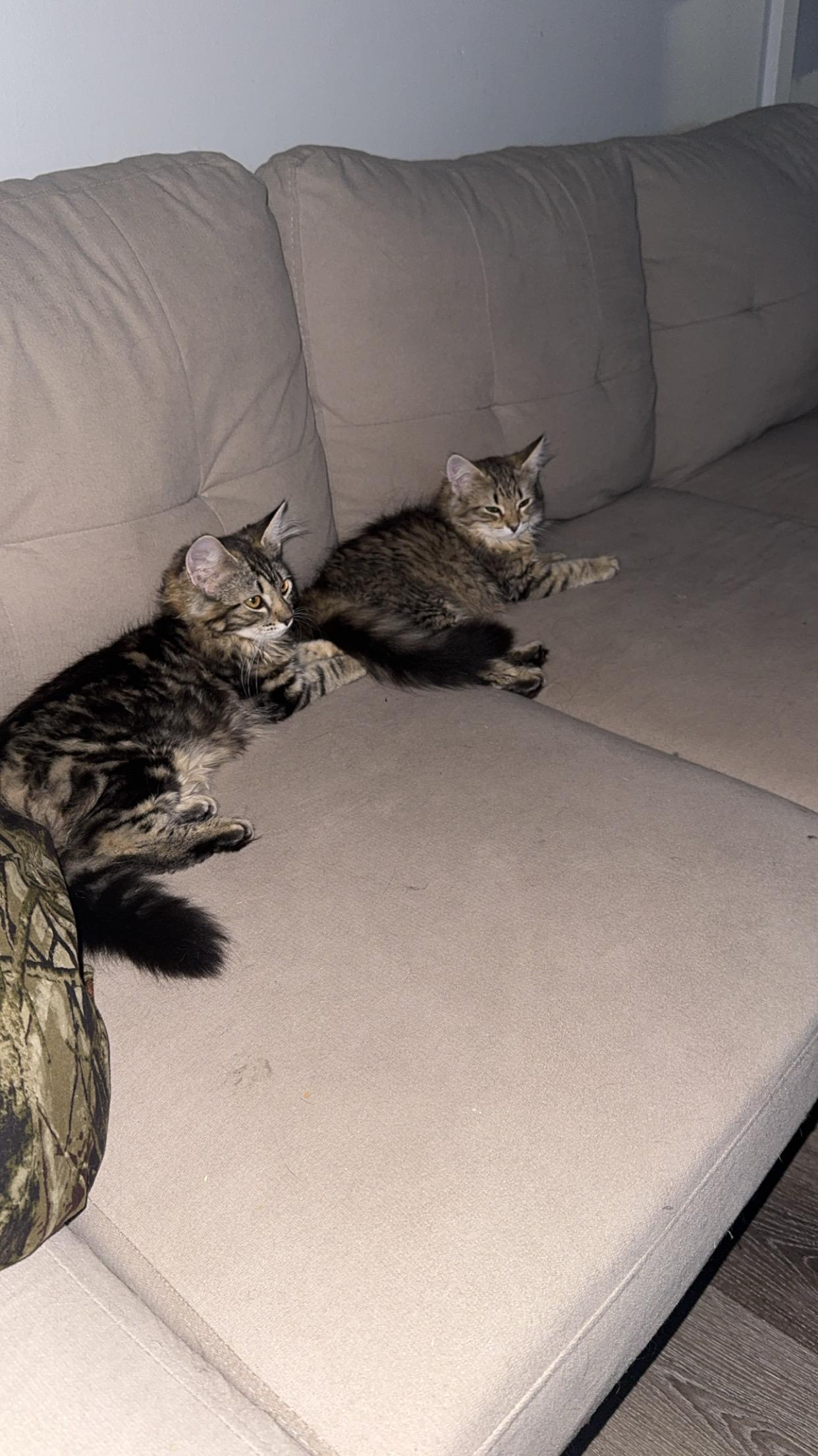 Cherry and Whiskers, Adoptable, Kitten Female Domestic Long Hair.