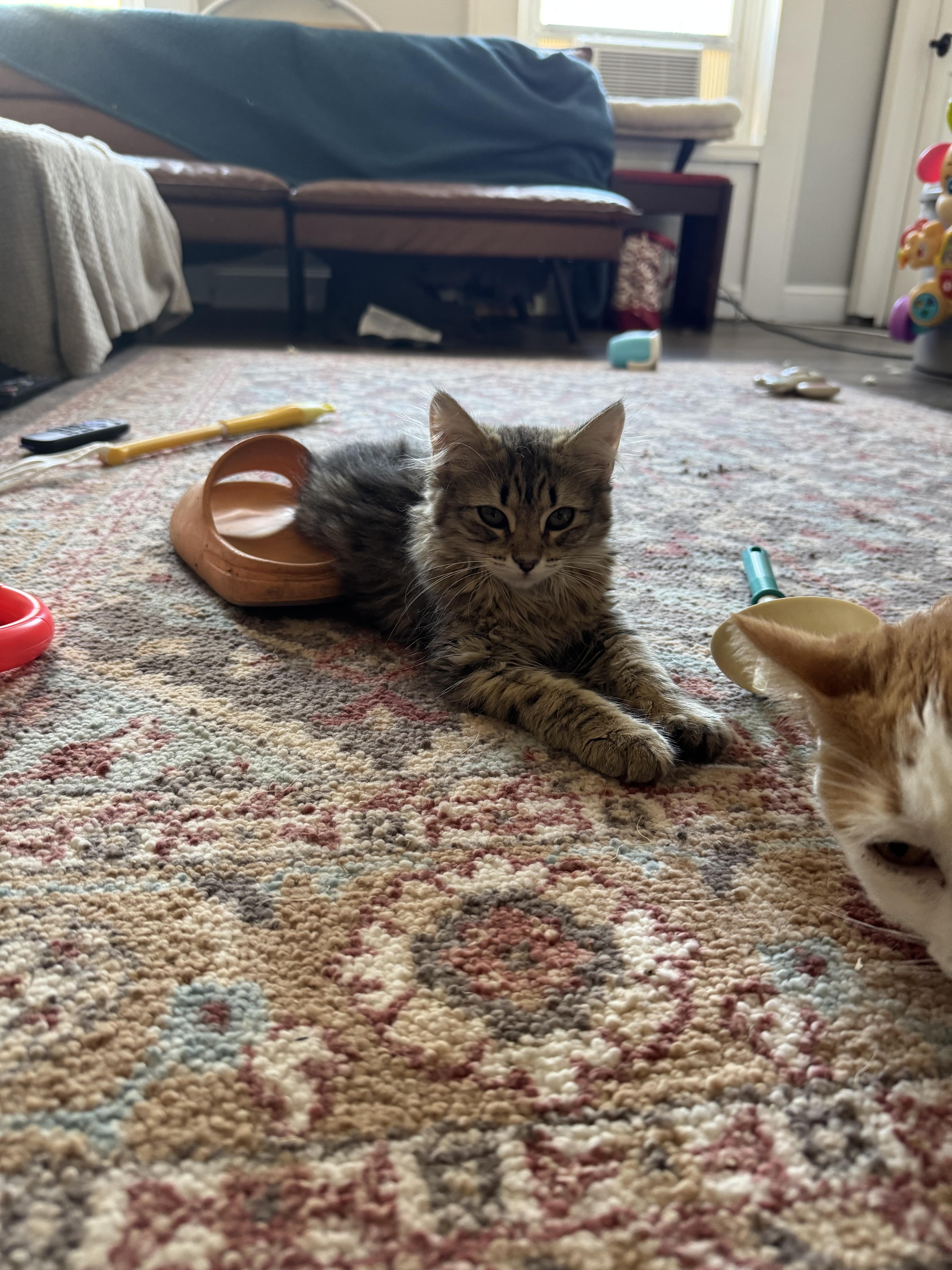 Enlarge Cherry and Whiskers, a Adoptable Domestic Long Hair in Troy, NY image 2/3