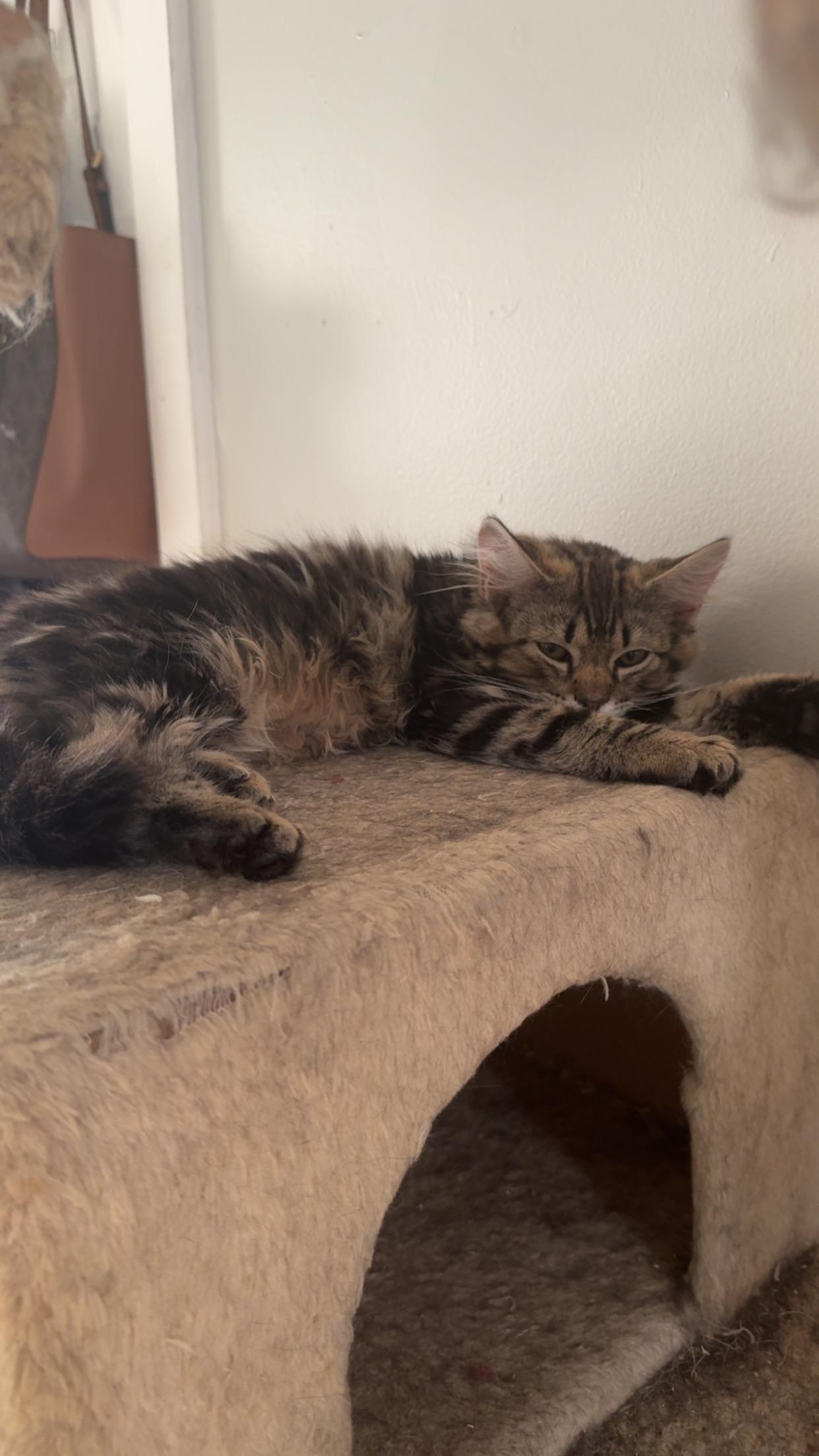 Cherry And Whisp thumbnail 3