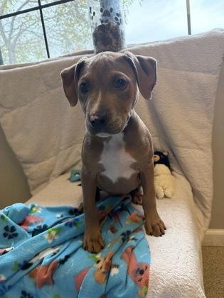 Jack, Adoptable, Puppy Male Pit Bull Terrier & Mixed Breed.