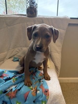 Enlarge Jack, a Adoptable mixed breed in Harbor Springs, MI image 2/3