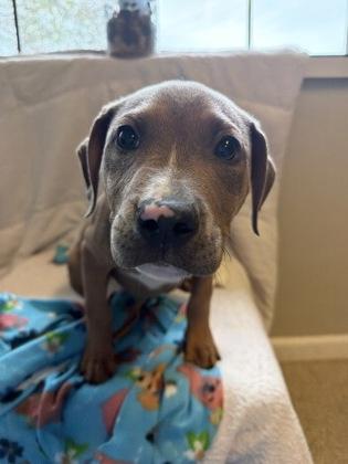 Enlarge Jack, a Adoptable mixed breed in Harbor Springs, MI image 3/3