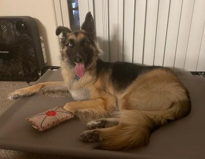 Enlarge Sage, an adoptable mixed breed in Santa Paula, CA image 3/6