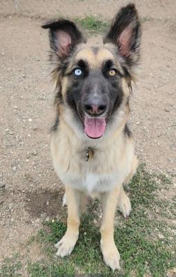 Enlarge Sage, an adoptable mixed breed in Santa Paula, CA image 5/6