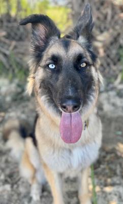 Sage, adoptable, Young Female German Shepherd Dog & Pit Bull Terrier.