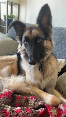 Enlarge Sage, an adoptable mixed breed in Santa Paula, CA image 2/6