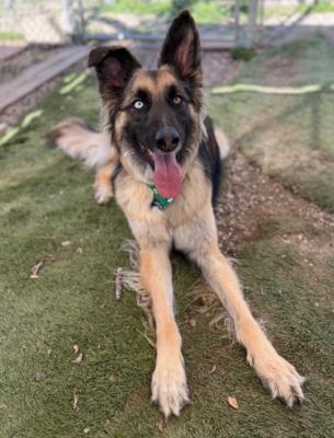 Enlarge Sage, an adoptable mixed breed in Santa Paula, CA image 4/6