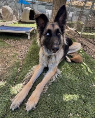 Enlarge Sage, an adoptable mixed breed in Santa Paula, CA image 6/6