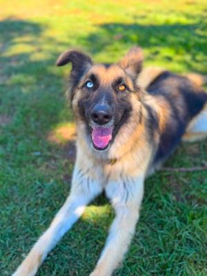 Enlarge Sage, an adoptable mixed breed in Santa Paula, CA image 1/6