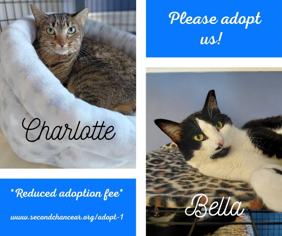 Enlarge Bella and Charlotte (REDUCED Adoption Fee) , a ADOPTABLE Domestic Short Hair in Littleton, NH image 1/1