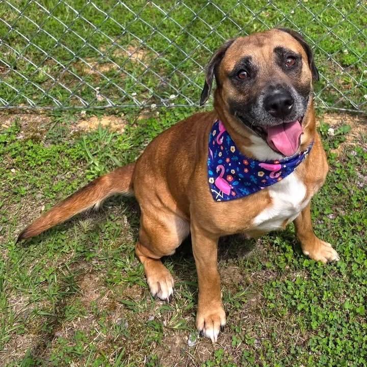 Ariel, Adoptable, Adult Female Mixed Breed.