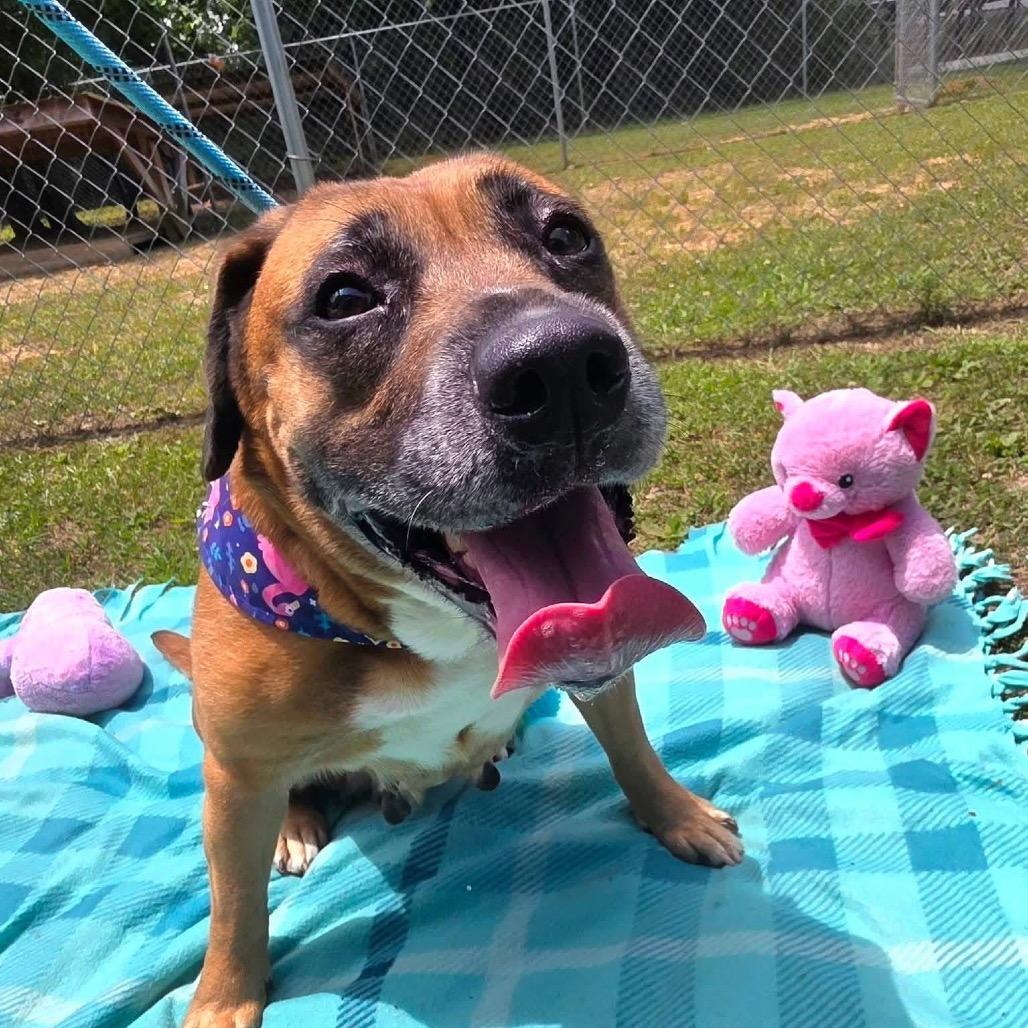 Ariel, a Adoptable Mixed Breed in Gadsden, AL image 2/6