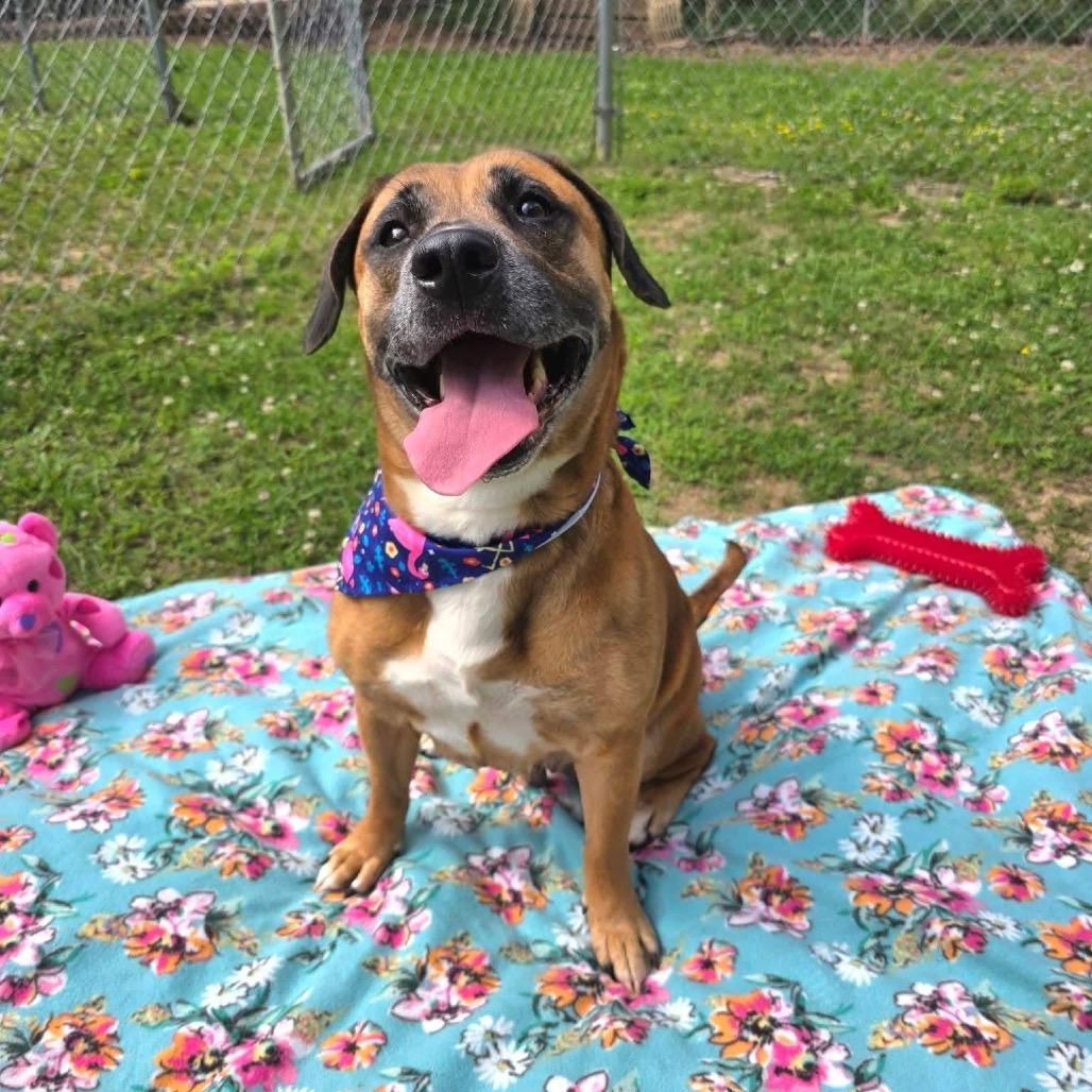 Ariel, a Adoptable Mixed Breed in Gadsden, AL image 3/6