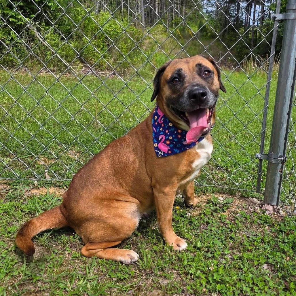 Ariel, a Adoptable Mixed Breed in Gadsden, AL image 4/6