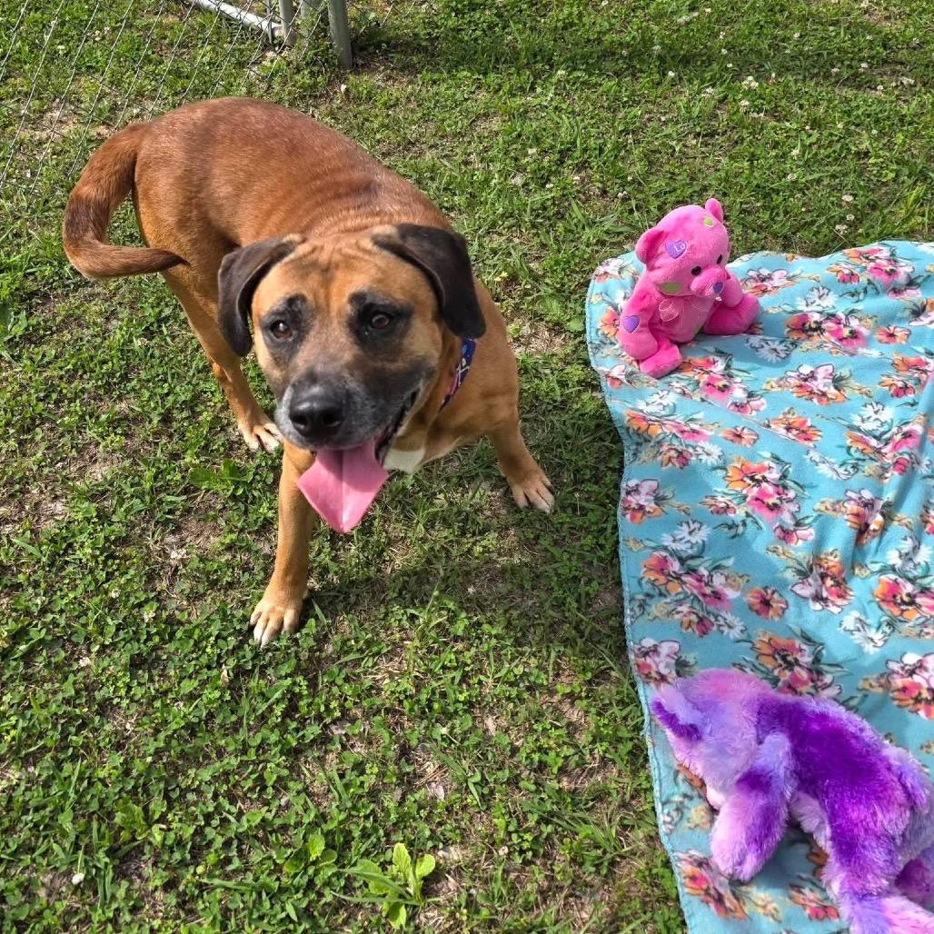 Ariel, a Adoptable Mixed Breed in Gadsden, AL image 5/6
