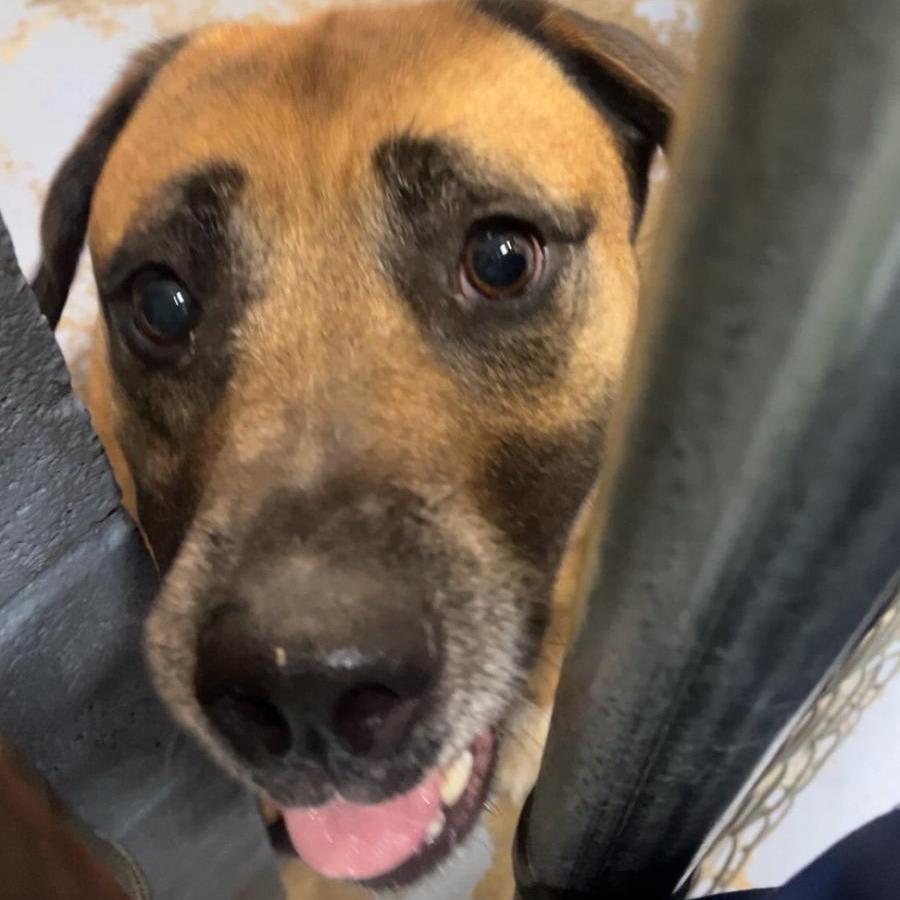 Enlarge Ariel, a Adoptable Mixed Breed in Gadsden, AL image 1/1