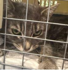 Basil, Adoptable, Adult Male Domestic Short Hair.