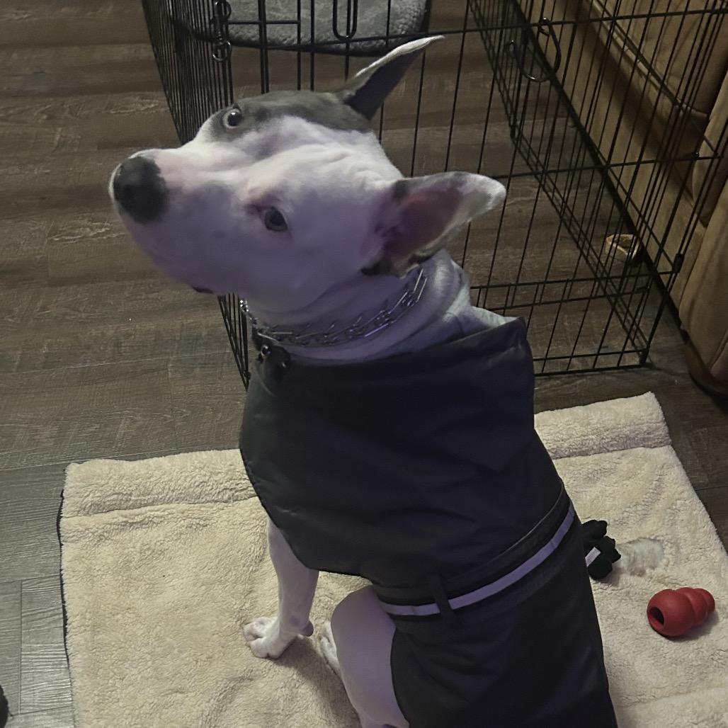 Atzi, Adoptable, Young Female Pit Bull Terrier.