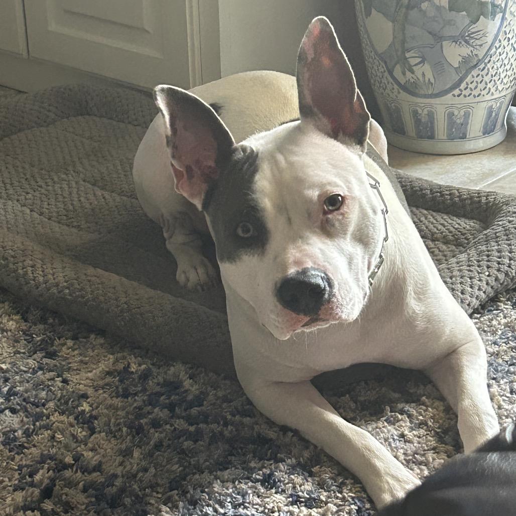 Enlarge Atzi, a Adoptable Pit Bull Terrier in Dallas, TX image 2/6